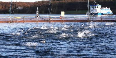 27 bin somon çiftlikten firar etti 