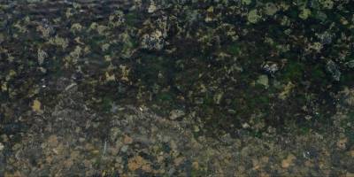 Marmara Denizi'nde "yüzer bitki adaları" oluşturulacak