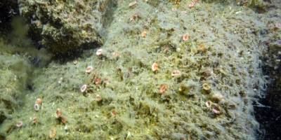 Müsilajın denizel ekosisteme etkisi görüntülendi