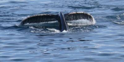 Avustralya'da 157 yalancı katil balina karaya vurdu