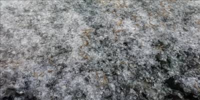 Sinop kıyılarında binlerce denizanası görüntülendi