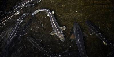 "Türk havyarı" dünya piyasasında olacak