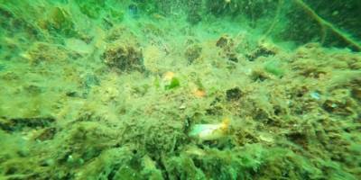 Marmara Denizi'nde 18 metre derinlikte yoğun müsilaj tabakası görüldü