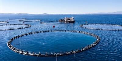Doğu Karadeniz'den 10 ayda 29 ülkeye su ürünü ihraç edildi