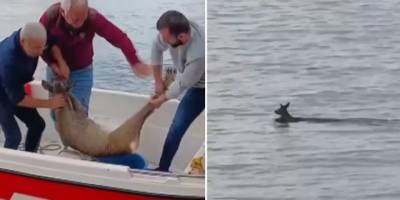 Balıkçılar ağlarıyla karacayı kurtardı