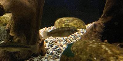 "Sakarya çizgili sazancığı" koruma altına alındı