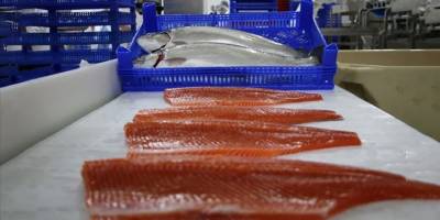 Doğu Karadeniz'den 2 ayda 8,6 milyon dolarlık Türk somonu ihraç edildi