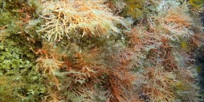 Marmara mercanları uzun süreli müsilaj karşısında savunmasız kalabilir