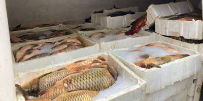 Samsun'da kaçak avlanan 1,5 ton balık ele geçirildi