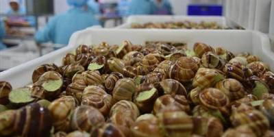 Deniz salyangozundan 3,2 milyon dolar gelir