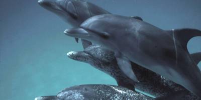 Google yunuslarla konuşmak için yapay zeka modeli geliştirdi