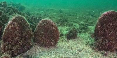 Marmara'da müsilajla mücadelede deniz çayırları ve pina midyeleri kullanılacak