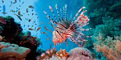 Denizlerdeki istilacı türlere karşı yürütülen proje umut verdi