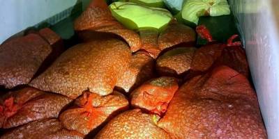 Samsun'da kaçak avlanan 1,3 ton midye ele geçirildi