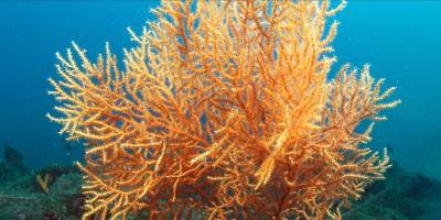 Marmara Denizi'nde popülasyonları artan mercanlar görüntülendi