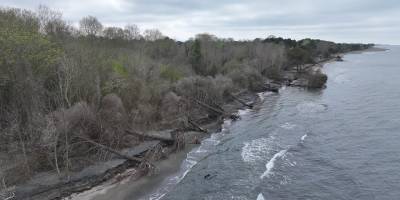 Terme Ovası'nda kıyı erozyonu ağaçları devirdi