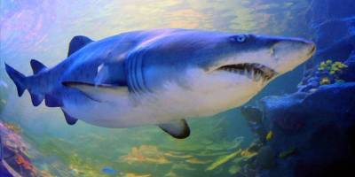 Akdeniz'deki köpekbalıkları ve vatoz türlerinin yarısından fazlası yok olabilir