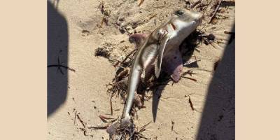 Avustralya'nın güney kıyılarında "zehirli deniz yosunu" krizi