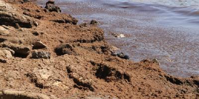 Tekirdağ'da sahilin bir kısmına kırmızı yosun birikti