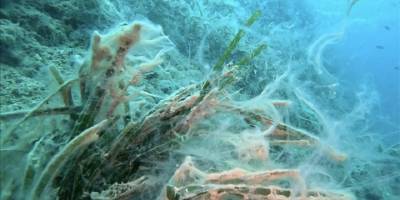 Saros Körfezi'ne ulaşan müsilaj deniz çayırlarını tehdit ediyor