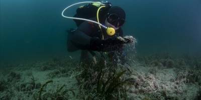 Çanakkale Boğazı'nda koruma altındaki sert mercanlar müsilaj tehdidi altında
