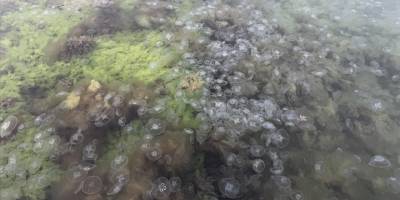 Karadeniz'de denizanası varlığı artıyor