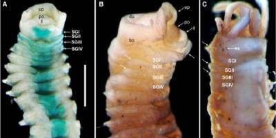 Ege Denizi'nde keşfedilen yeni denizel omurgasız türü literatüre girdi