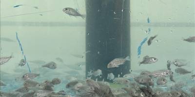 İzmit Körfezi'ne 6 bin balık ve 100 yapay resif bırakıldı