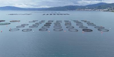 Ordu'da üretilen Türk somonundan yaklaşık 1 milyar lira katkı bekleniyor