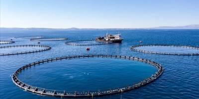 Türkiye'nin su ürünleri üretimi 2024'te yüzde 7,6 azaldı