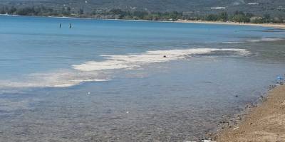 Müsilaj balık popülasyonunu azaltıyor, omurgasızları artırıyor