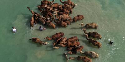 İran'da develeri "denizde yıkama" geleneği asırlardır sürüyor