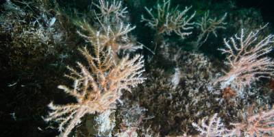 Müsilaj Marmara'daki mercanları ölüme sürüklüyor