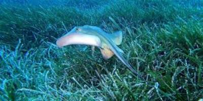 "Akdeniz'in akciğerleri" deniz çayırları görüntülendi