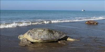 Arktik'teki cıva kirliliği, uzun vadeli tehdit oluşturuyor