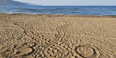 İztuzu Plajı'ndaki caretta caretta yuvalarının sayısı 300'e ulaştı