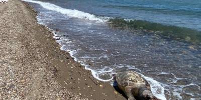 Çanakkale'de ölü caretta caretta sahile vurdu