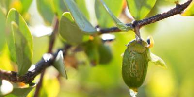 Jojoba biyodizel denizcilikte düşük emisyonlu yakıt alternatifi olabilir