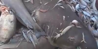 Mersin Valiliği, Akdeniz'de görülen köpek balıklarına ilişkin açıklama yaptı