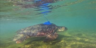Uydu izleme cihazı takılan deniz kaplumbağalarının göç rotası izleniyor