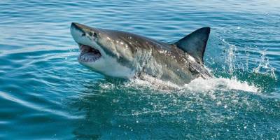 Marmara Denizi'nde köpek balığı popülasyonu azaldı