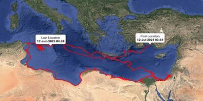 Uydudan izlenen kaplumbağa, küresel ısınmanın etkilerini ortaya koydu