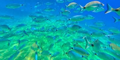 Fethiye'nin su altı dünyası dalış tutkunlarını ağırlıyor