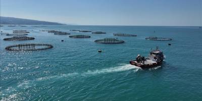 Karadeniz'deki kafeslerde yetiştirilen Türk somonu hasadı bereketli geçiyor