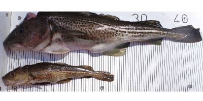 Aşırı avlanma nedeniyle morina balıklarının boyutları küçüldü