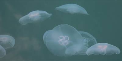 Balık stokları denizanası tehdidi altında