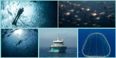 Uluslararası sularda avlanan orkinosun zorlu yolculuğu