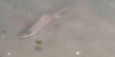 Caddebostan’da köpekbalığı korkusu