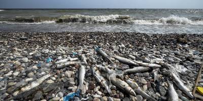 Mersin sahilinde ölü balıklar görülmesi üzerine inceleme başlatıldı
