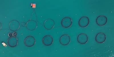 Türk somonunda hedef ihracatı 1 milyar doların üzerine taşımak